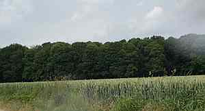 delville wood
