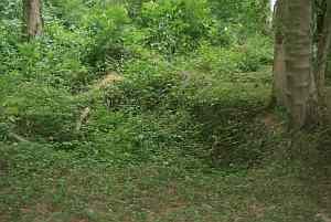 trones wood